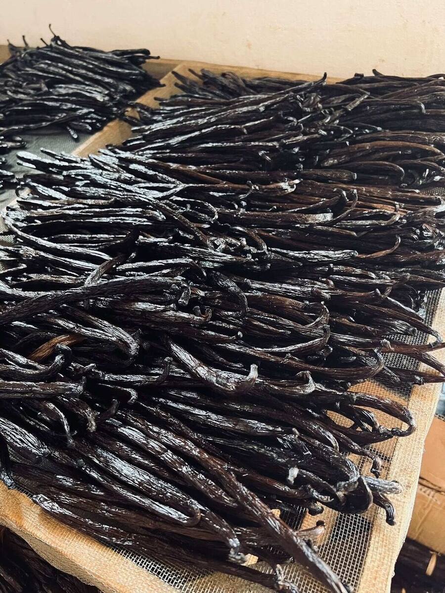 Gousses de vanille sur claies de séchage